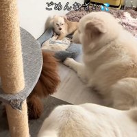 反省する犬1