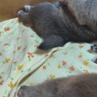 やけに静かと思ったら…