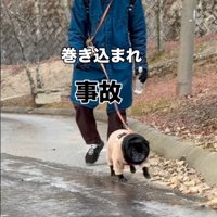 散歩する男性とパグ