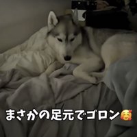 ベッドの足元で横になる犬
