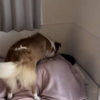 「朝だよ、起きてぇ」