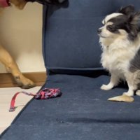 ソファをガジガジ…