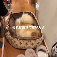 お散歩が嫌で隠れるワンコ