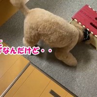 こぼしたご飯を探し始めました