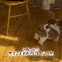 テーブルの周りを走り回る子犬と男の子
