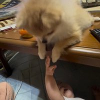 イクラちゃんと赤ちゃん6