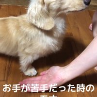 犬に手のひらを見せる飼い主