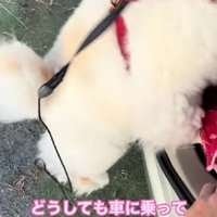 「そんなの絶対イヤ！！」