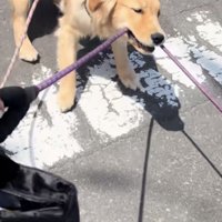 綱をくわえて引っ張るゴールデン