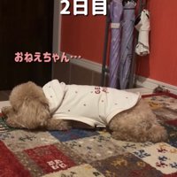 玄関で顎を伏せる犬