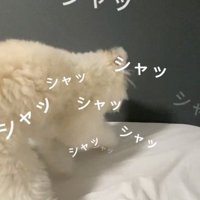 寝床を作るぽぽちゃん