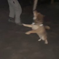 紐をくわえる犬5