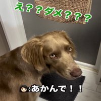 止められる犬