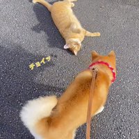 猫の周りを歩く犬