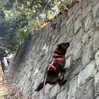 勢いをつけるトシくん