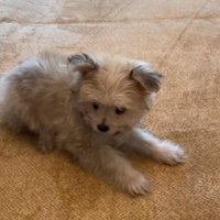 子犬のぽぽちゃん2