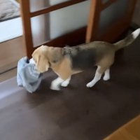 服をくわえて歩く犬
