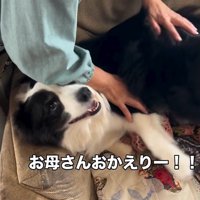 マリちゃんの熱烈歓迎⑩