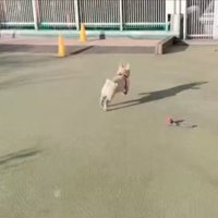 猛ダッシュ