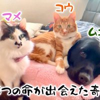 ムニくんと猫たちの尊い関係⑩