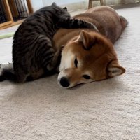 なすがままのあんずちゃん