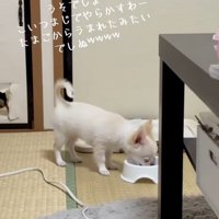 ごはんを食べる凛くん