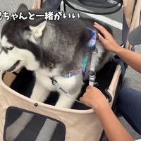 「兄ちゃんと一緒がいい…」
