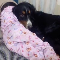 ハグを受け入れる犬