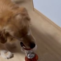 懐中電灯をくわえている犬