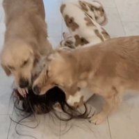 両側から攻撃されもみくちゃになる女性