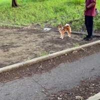 ドッキリに対する福ちゃんの反応3