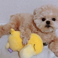 ぬいぐるみを抱き枕代わりに