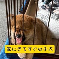 別の日のくまごろう君1