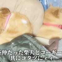 枕を奪われたスティーブくん