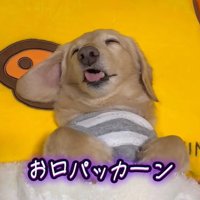 くぅちゃんはお口を開けて熟睡中♪