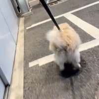 おじさんを見つけたエリーちゃん