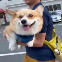 うれしそうな犬2