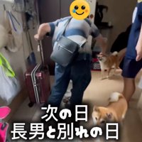 わんこの頭を撫でるお兄ちゃん