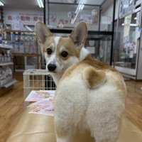 おしり