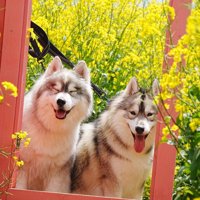 ニコニコ