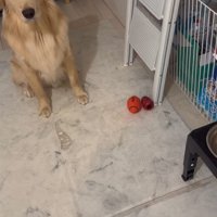 食事しようとしない大型犬