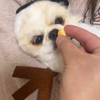 ぽてと君の瞬発力4