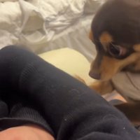 腕に前足をかける犬