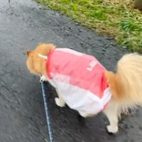 愛犬にもよく似合う…♡