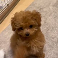 オテするあられちゃん