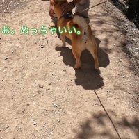 学生さんがナラちゃんをナデナデ…