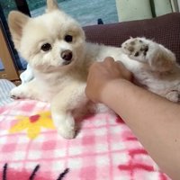 くつろぐ犬