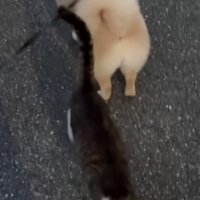 立ち去る猫
