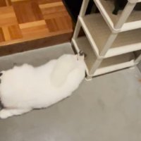 伸びをする小型犬