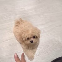 芸を披露するみるくちゃん5